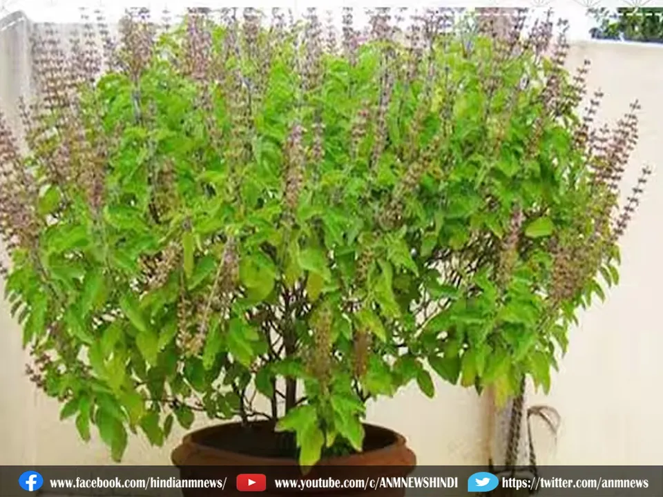 tulsi plant.