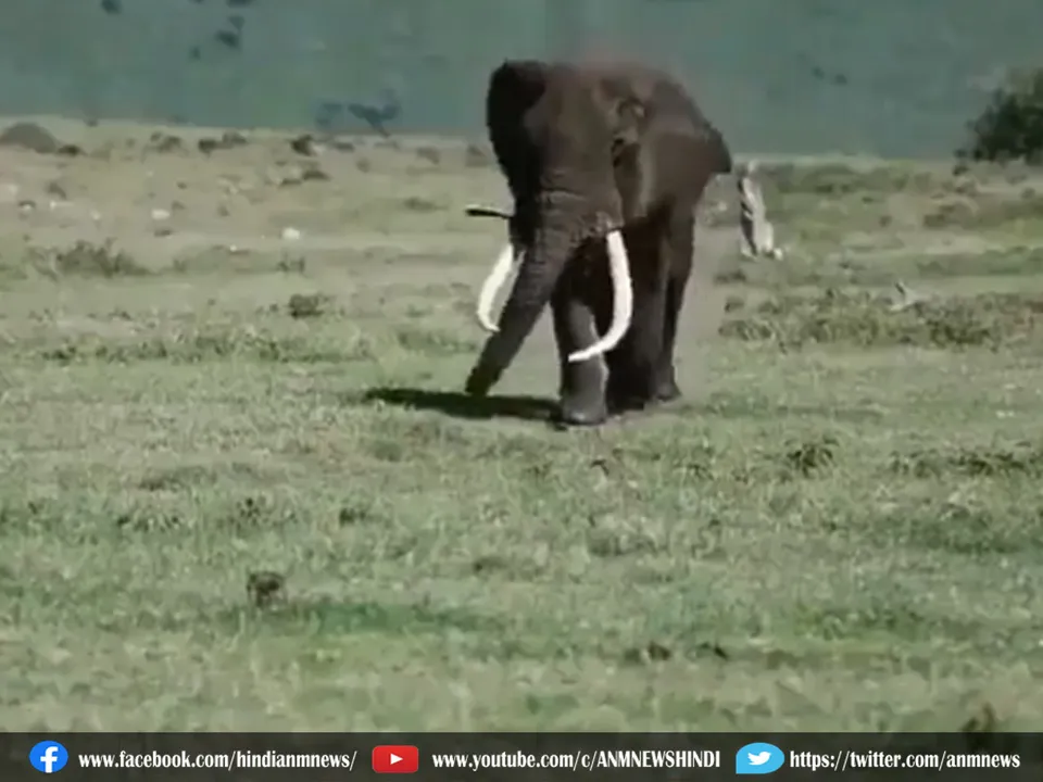 hathi swag