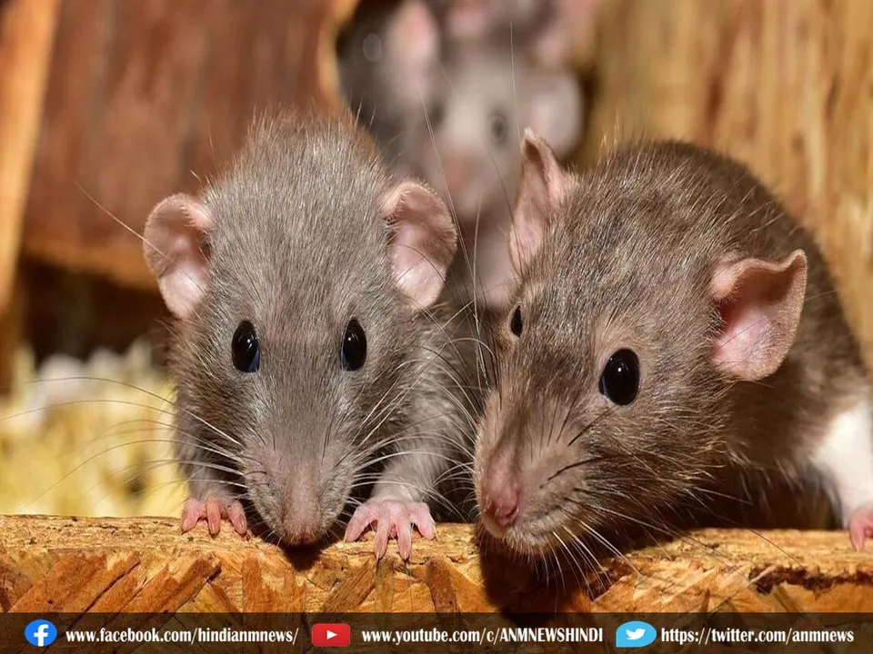 rats