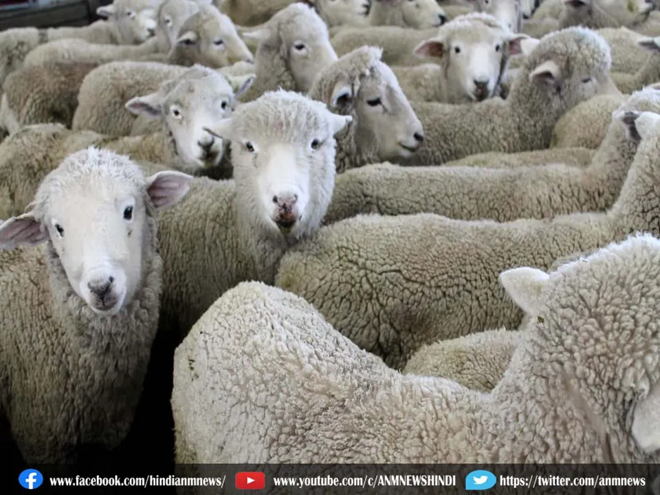 sheep.