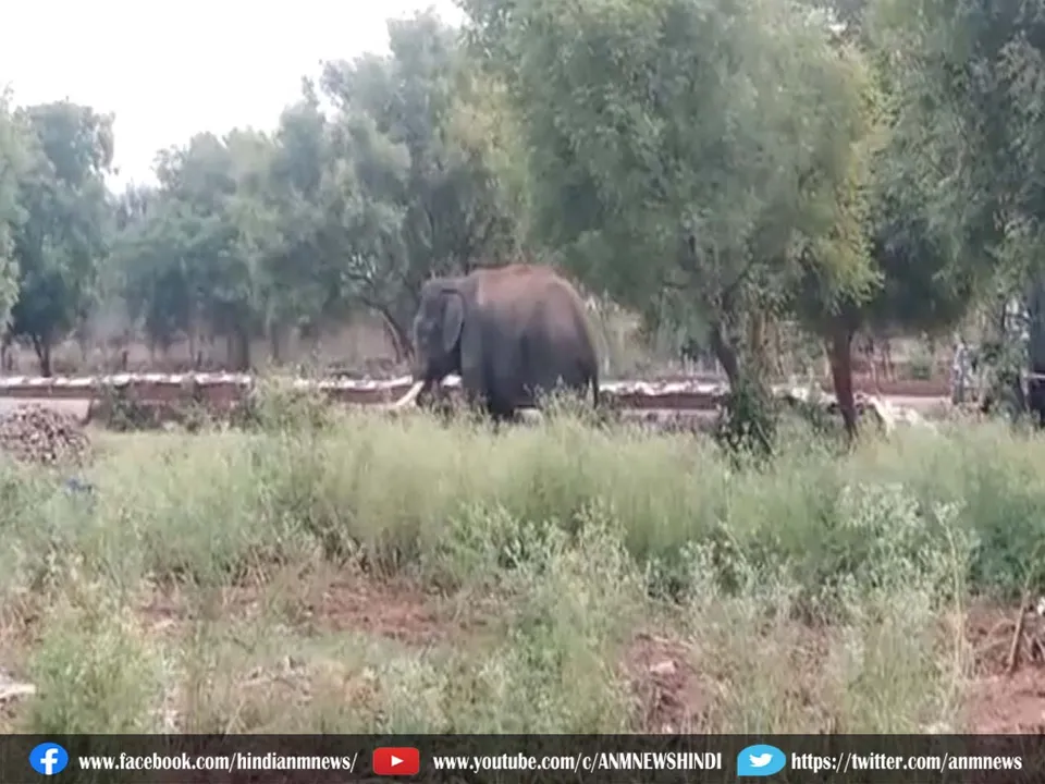 aricombon elephant.