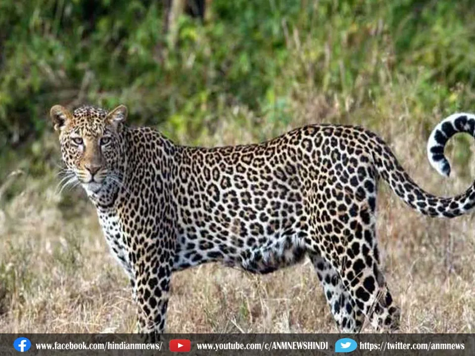 leopardforest