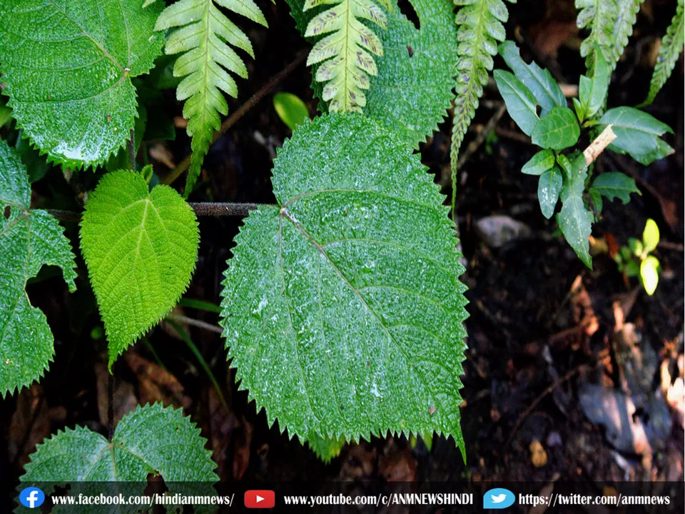 PLANT