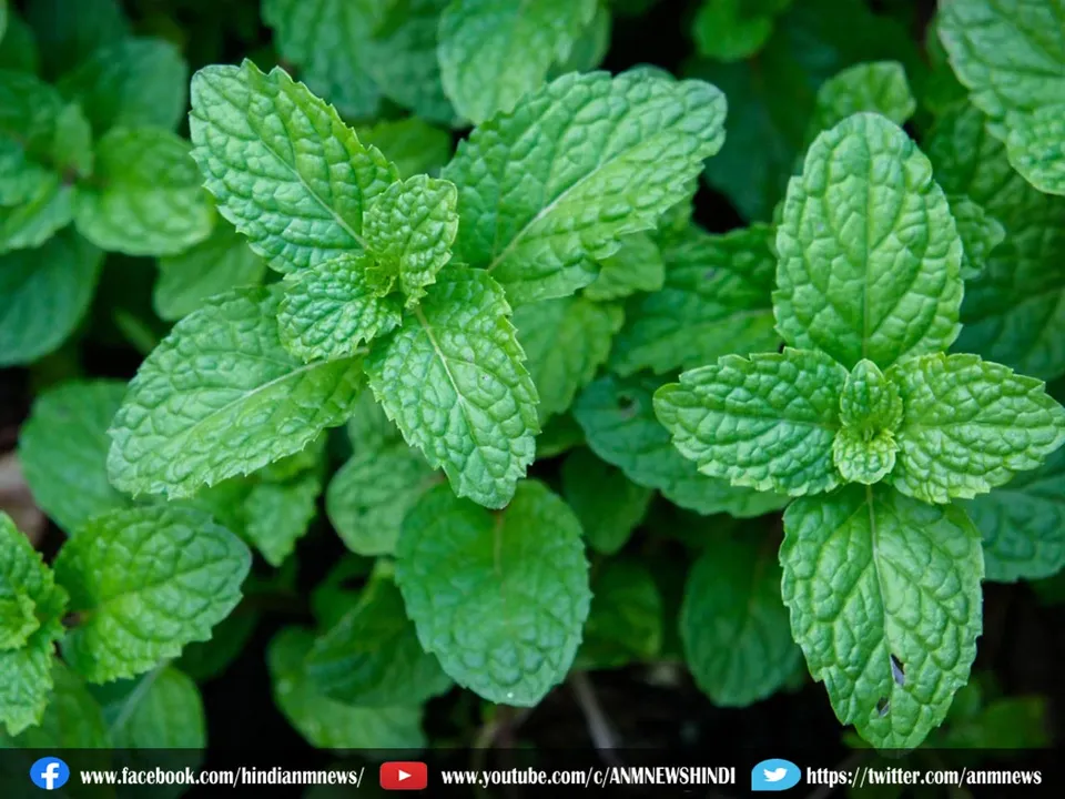 peppermint