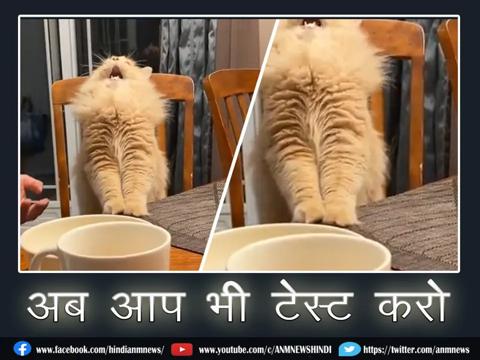 8 cat viral