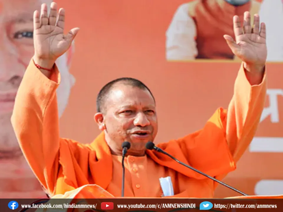 yogi