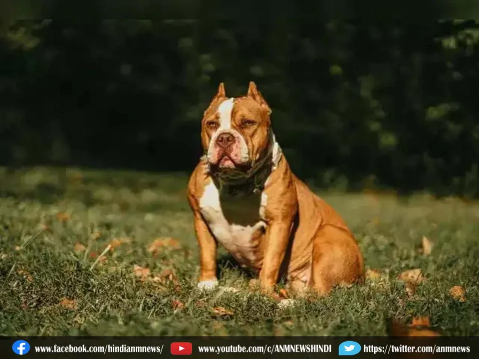 dogs456