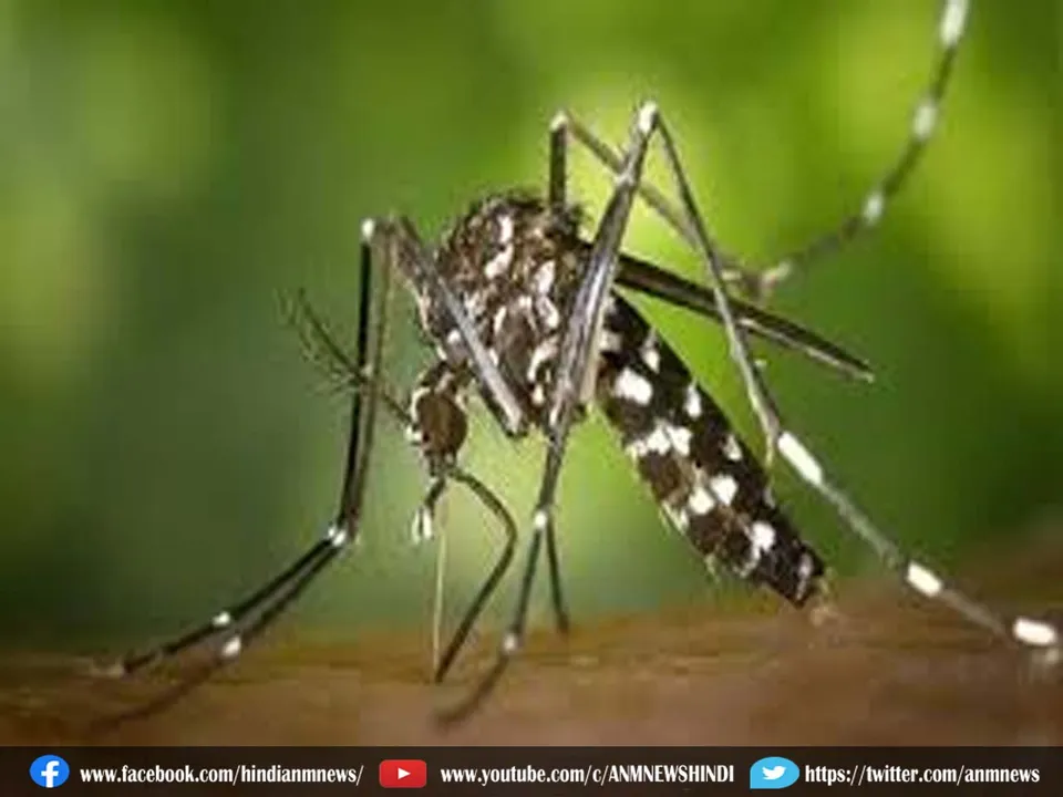 dengue321