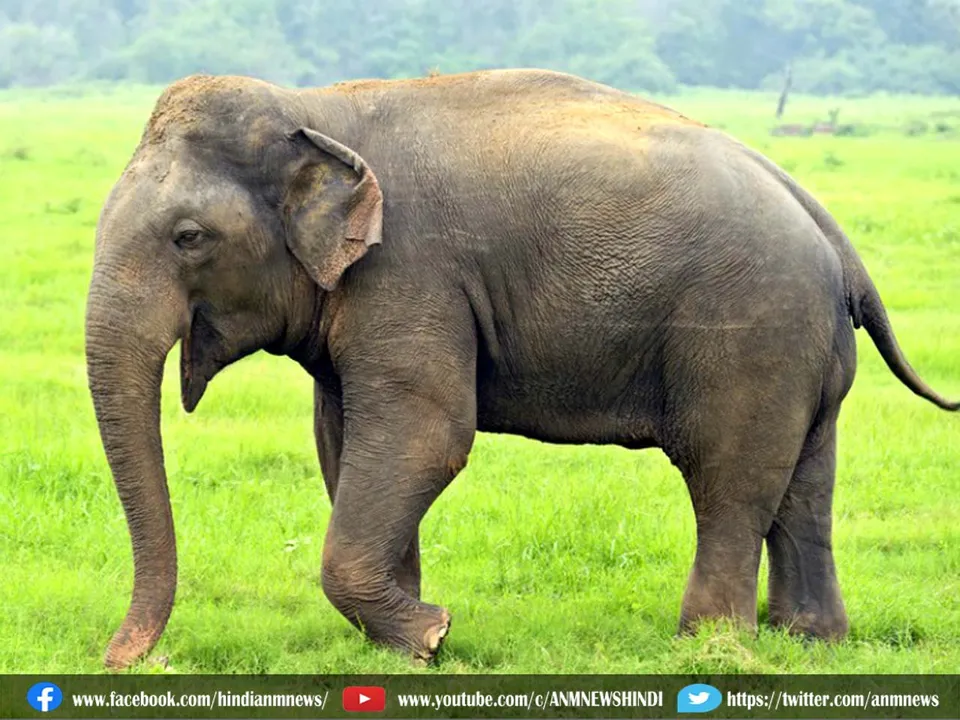 elephant keral