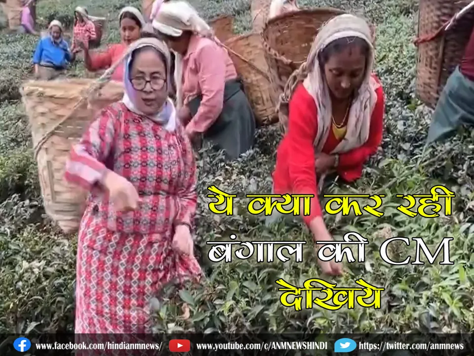 bengal cm