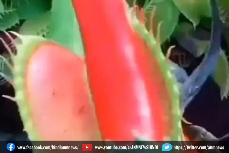 मांसाहारी पौधा जो कीड़े-मकौड़े खाता
