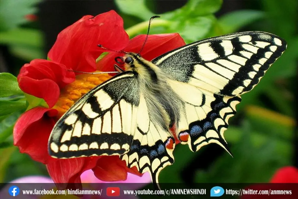हमलों से बचने में मदद कर सकते हैं पंखों पर पूंछ