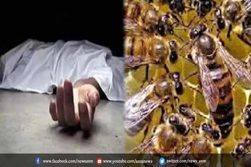 मधुमक्खियों के हमले से महिला की हुई मौत