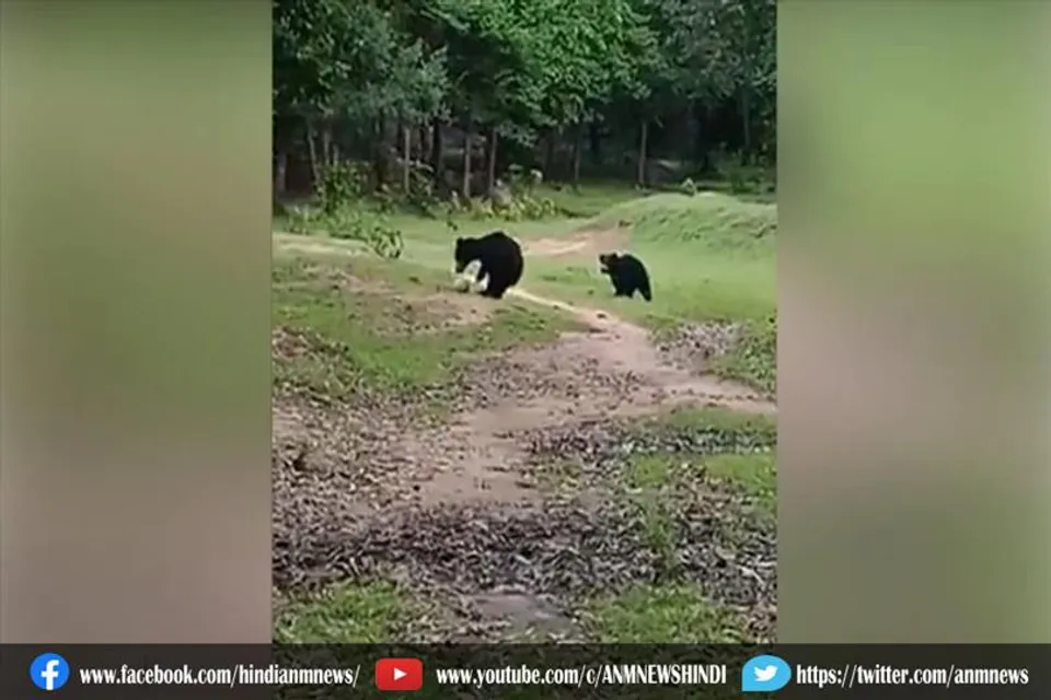 भालू अपने बच्चों के साथ पार्क में खेल रहा था फुटबॉल, देखे वीडियो