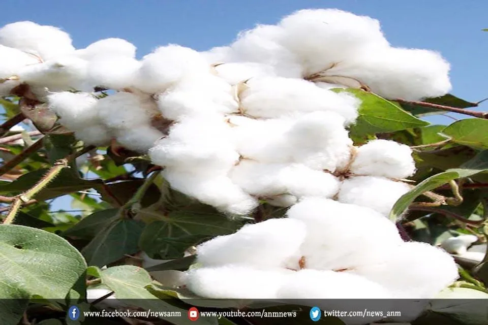 महाराष्ट्र में कपास साबित हो रहा है व्हाइट गोल्ड