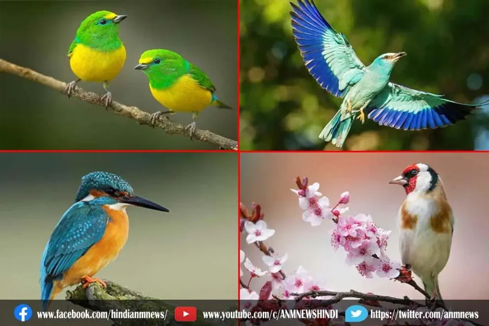 तरह-तरह के पक्षियों को देखने के हो शौकीन, जा सकते है यह सब बर्ड्स पार्क