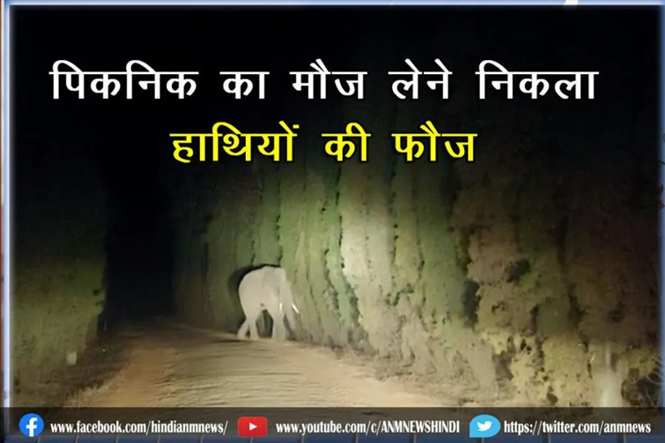 पिकनिक का मौज लेने निकला हाथियों की फौज
