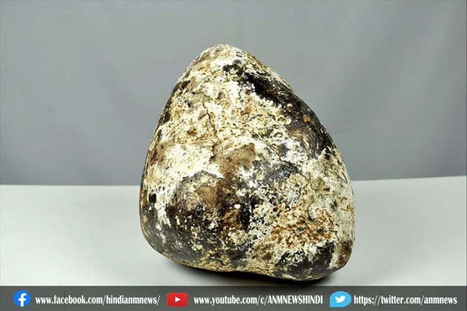 1.4 करोड़ रुपये में बेच रहे थे व्हेल की उल्टी, तीन लोगों गिरफ्तार