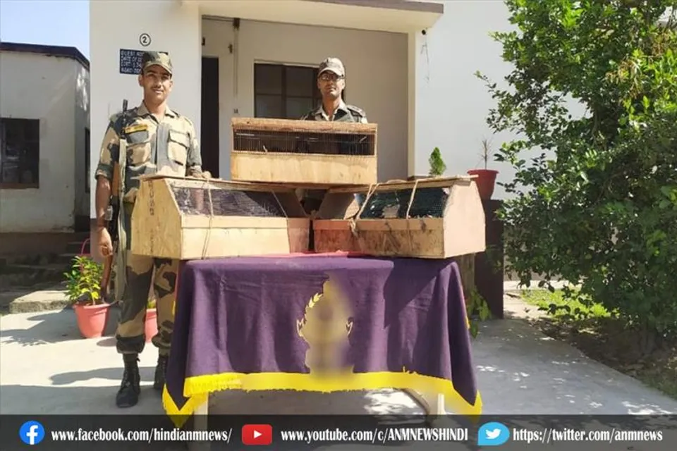 सीमा सुरक्षा बल ने तस्करों के चंगुल से जंगली पक्षियों को छुड़ाया
