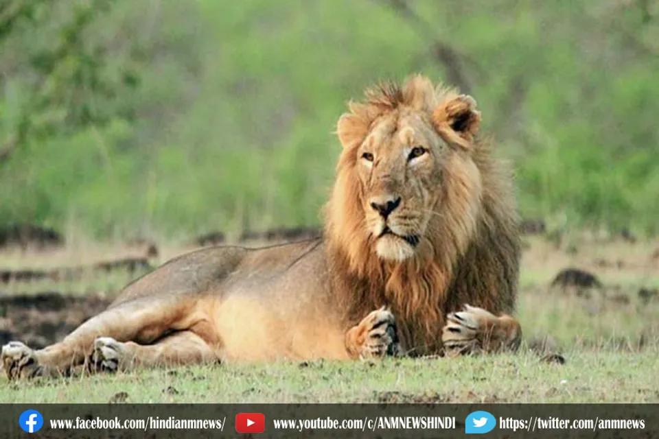 कोरोना के डेल्टा वैरिएंट से संक्रमित मिले 4 शेर