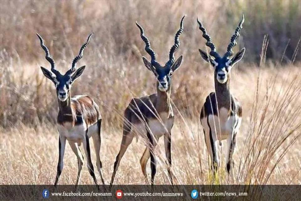 जल्द ही आकर्षण के रूप में देखने को मिलेगा काला हिरण, हॉग हिरण, एक सींग वाला गैंडा