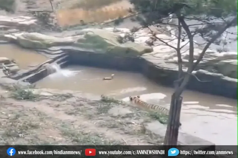 खतरनाक बाघ के साथ एक बत्तख पानी मे खेलने लगा hide and seek