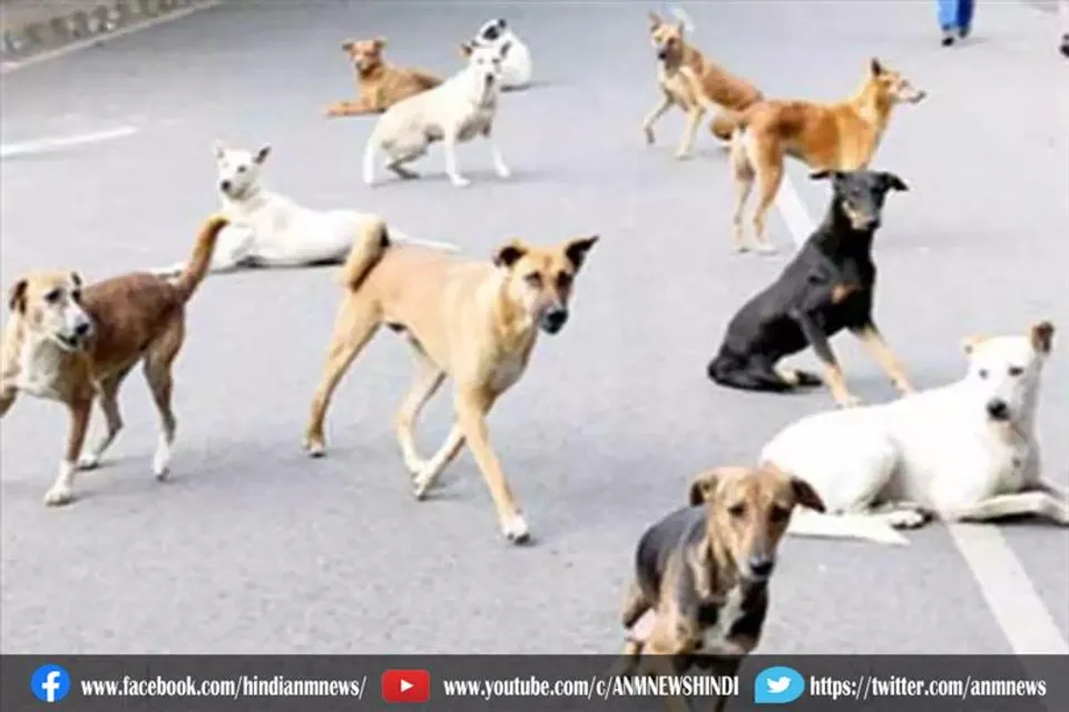 जानिए देश में आवारा कुत्ते और बिल्लियों की संख्या