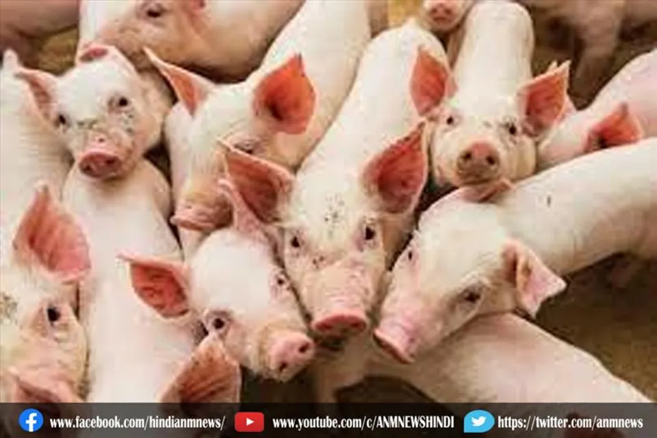 राज्य में अफ्रीकन स्वाइन फीवर का जोर
