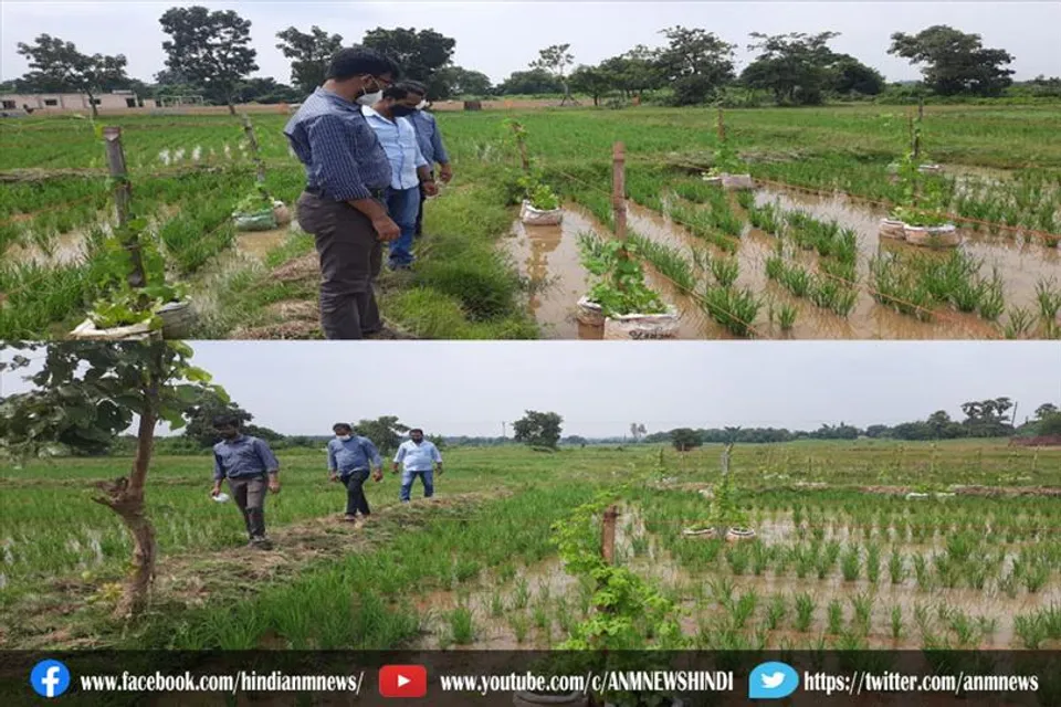 5 वर्षो से बंजर परी भूमि पर कृषि विभाग ने उपजाया दो किस्म का धान