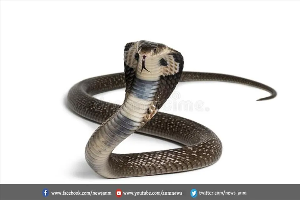 जब बाइक में घुस गया सांप तो शख्स ने उठाया ये कदम