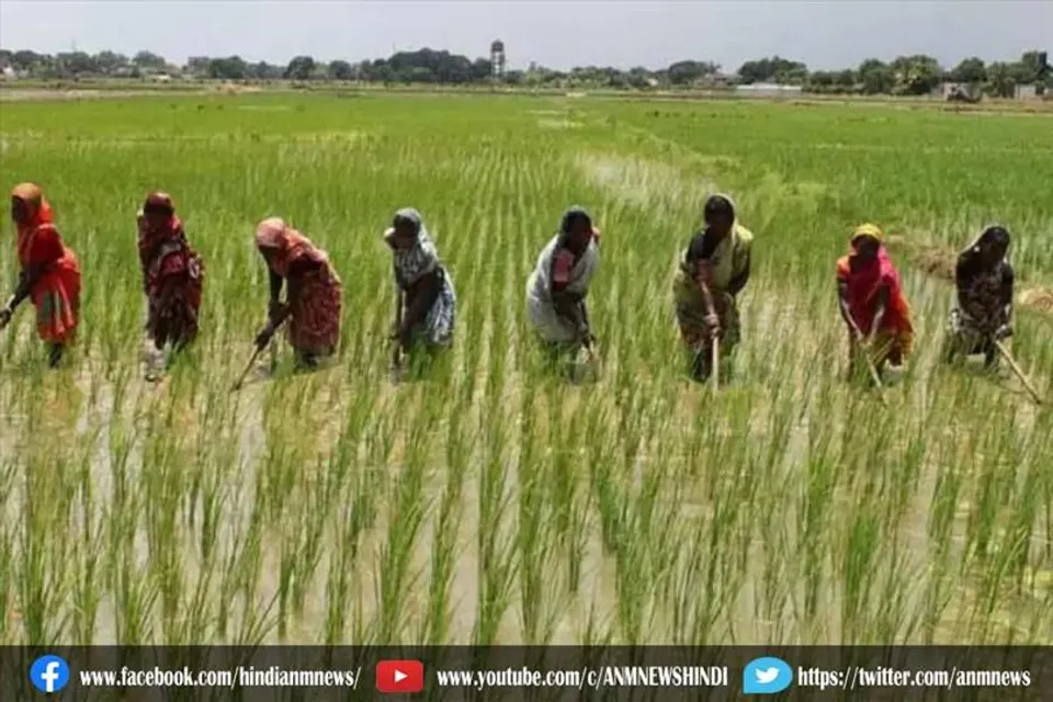 सरकार ने बनाएगी फार्म क्लस्टर