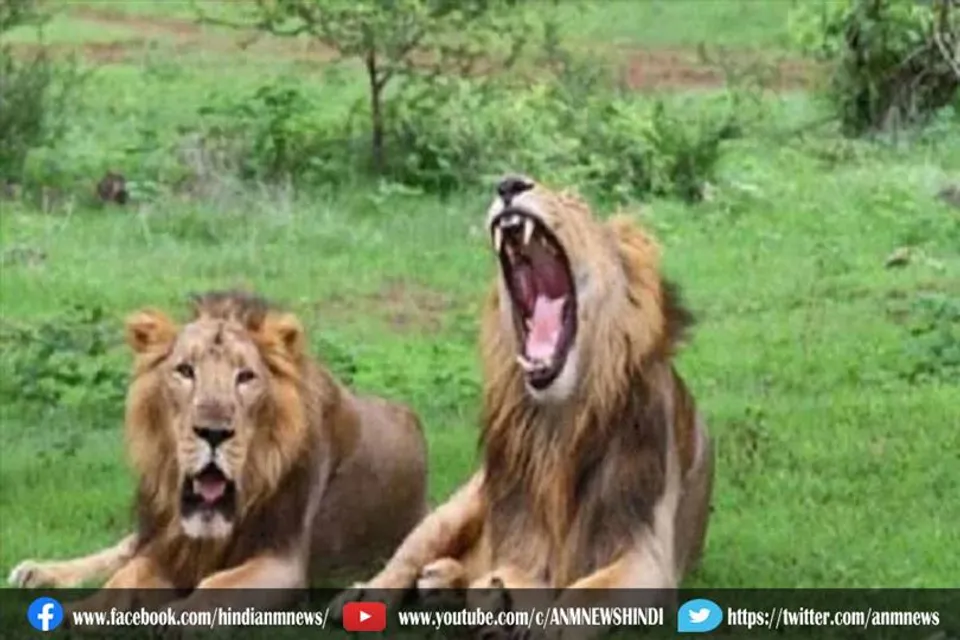 लायन सफारी पर हाईकोर्ट ने जताई चिंता