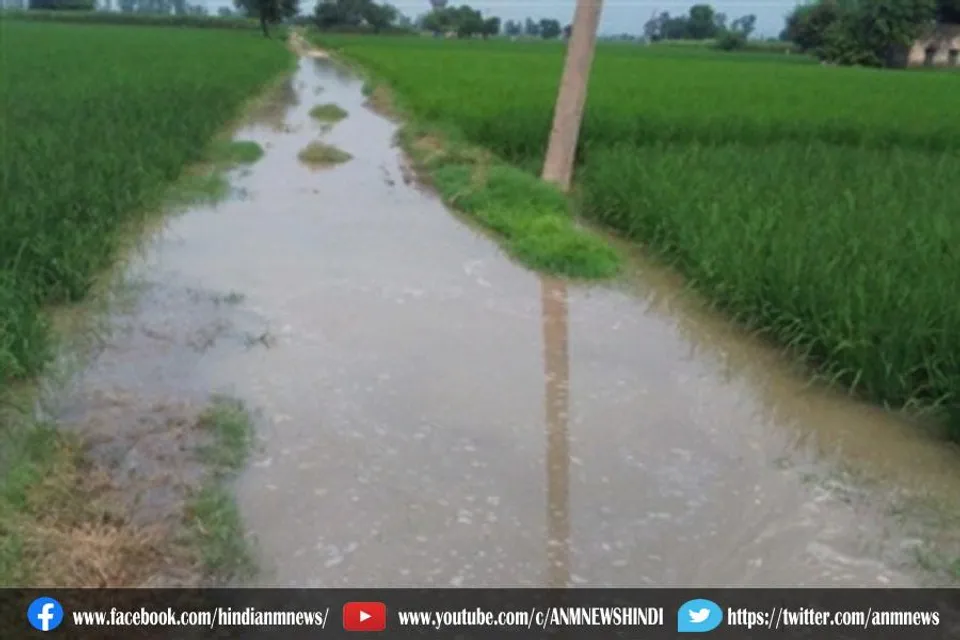 दुजाना माइनर के टूट जाने के कारण किसानों की सैकड़ों एकड़ धान की फसल नुकसान