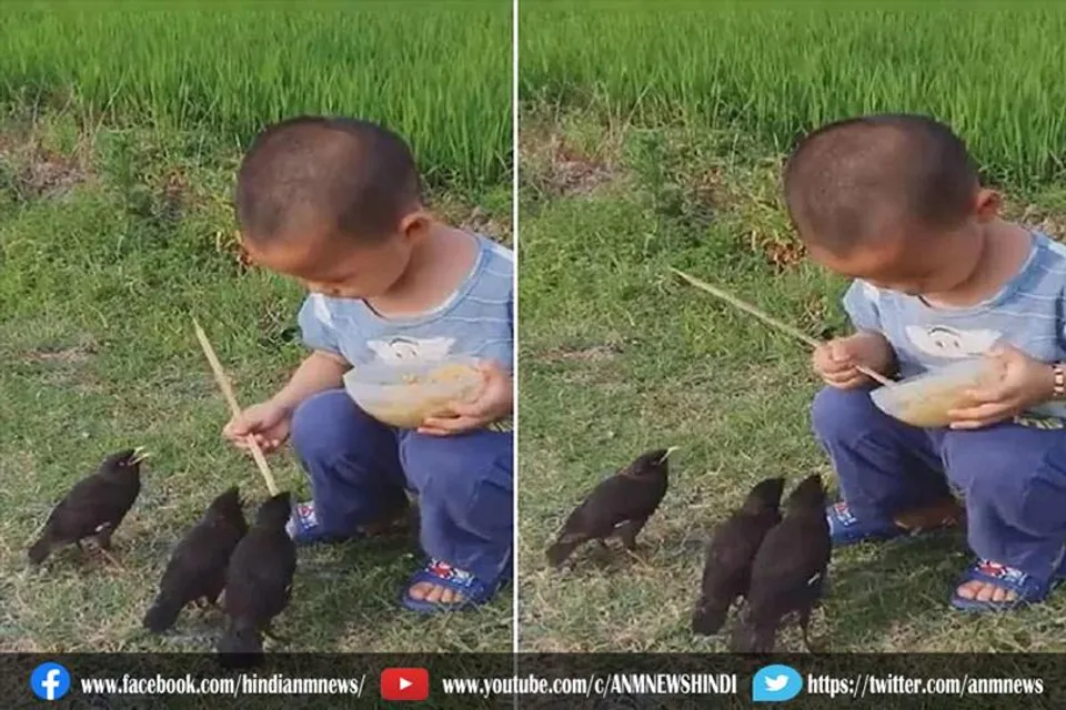 चिड़ियों को खाना खिलाते बच्चे का क्यूट सा वीडियो हुआ वायरल