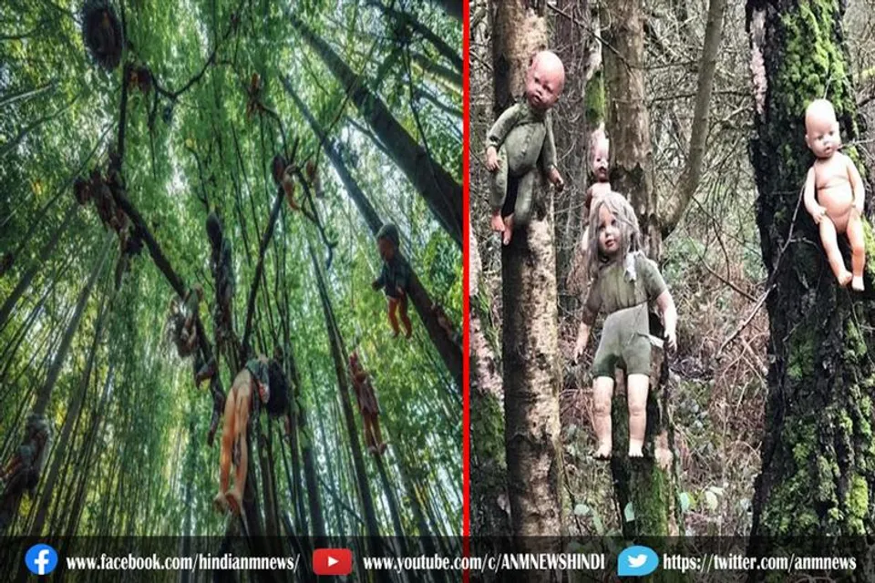 जानिए, इस खौफनाक जंगल का दृश्य