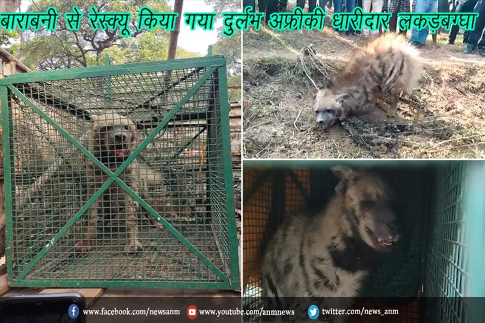 बाराबनी से रेस्क्यू किया गया दुर्लभ अफ्रीकी धारीदार लकड़बग्घा