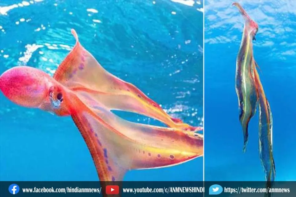 20 साल बाद समुद्र में दिखा ऐसा जीव