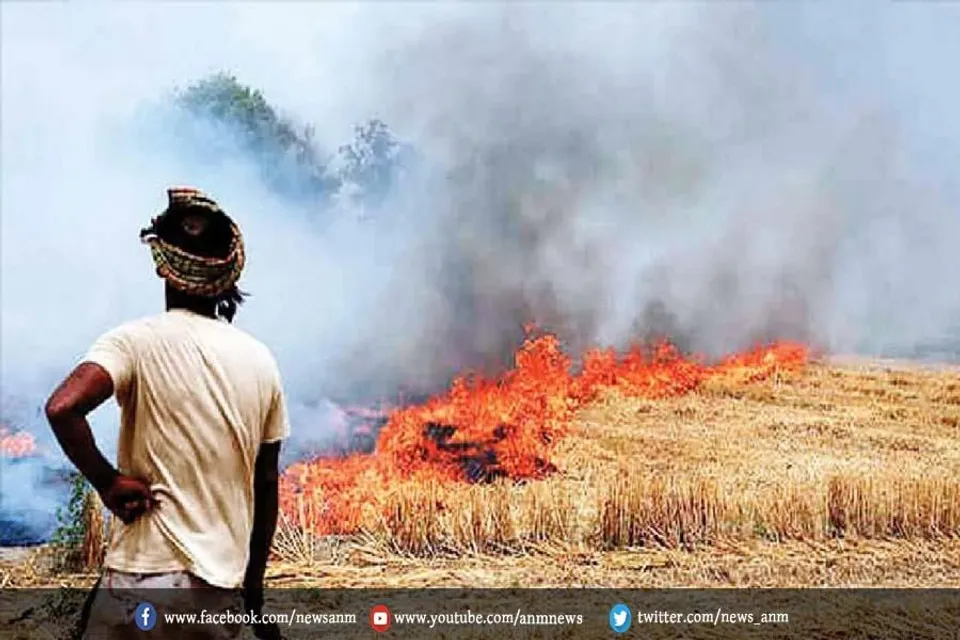 ये पाउडर करेगा पराली का निस्तारण