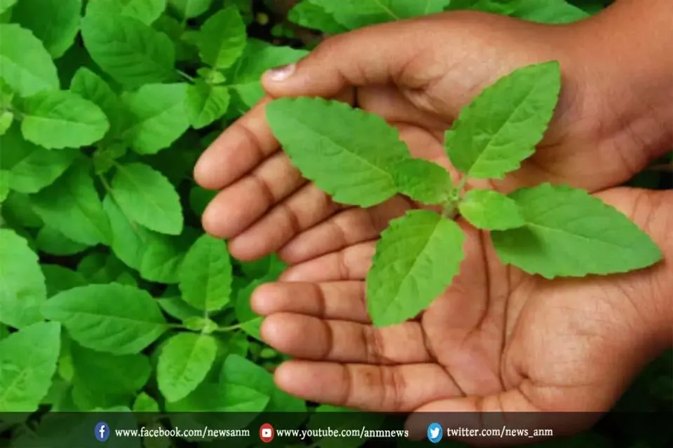 तुलसी पत्तों के सेवन ये होंगे ये काम