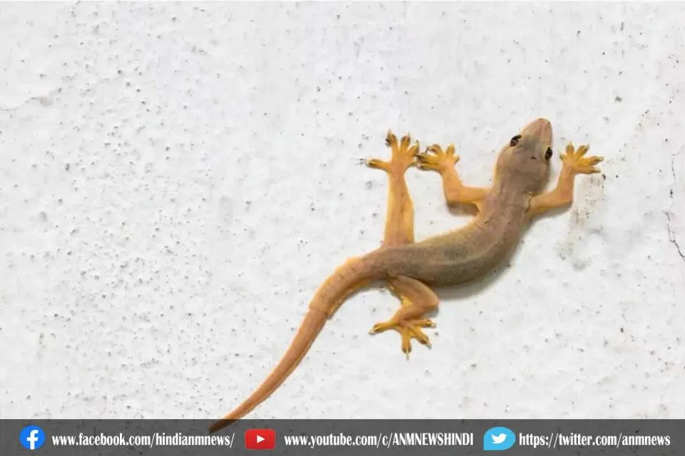दीवारों पर छिपकली देखते ही लगता है डर?