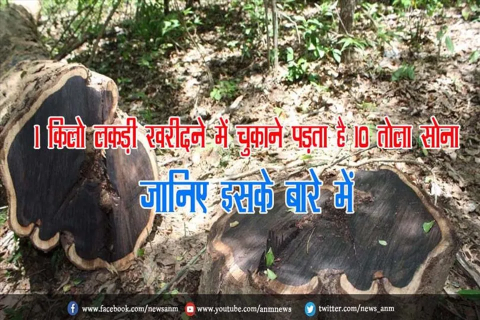 1 किलो लकड़ी खरीदने में चुकाने पड़ता है 10 तोला सोना, जानिए इसके बारे में