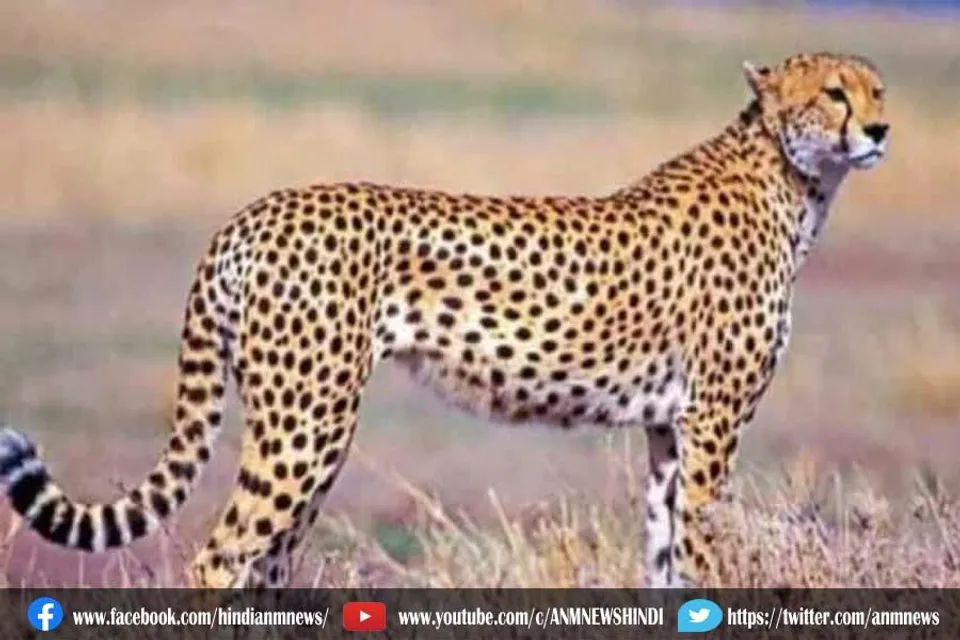 कूनो नेशनल पार्क से आई खुशखबरी