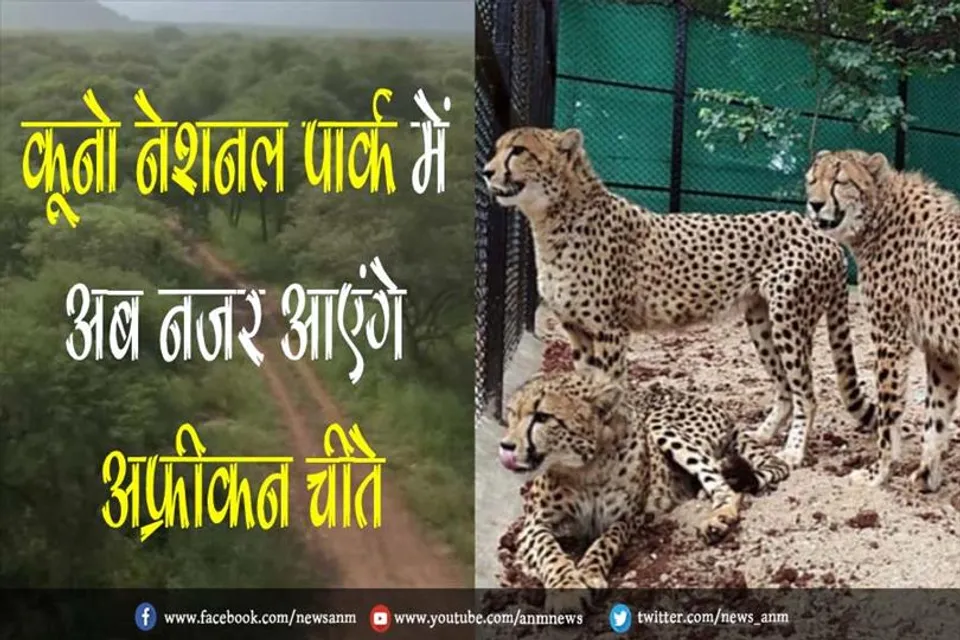 कूनो नेशनल पार्क में अब नजर आएंगे अफ्रीकन चीते