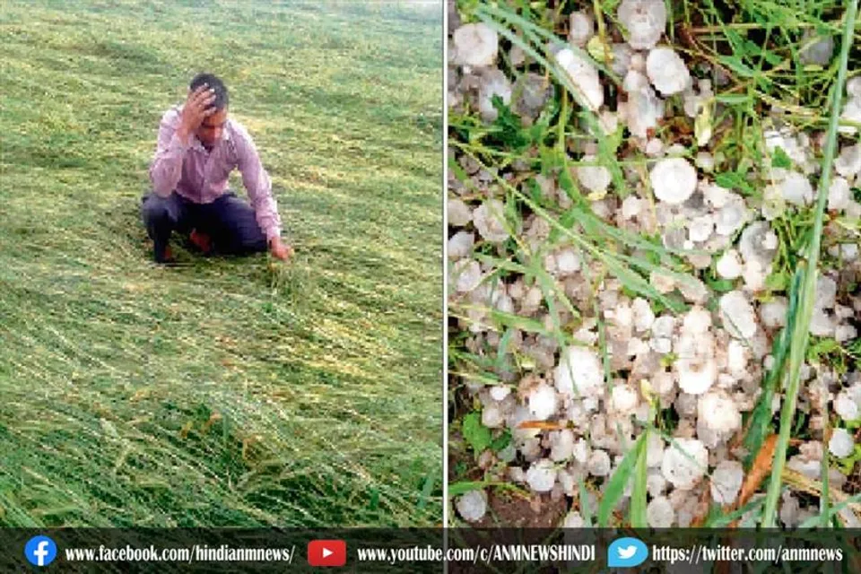 ओलावृष्टि में बर्बाद हुई फसलें