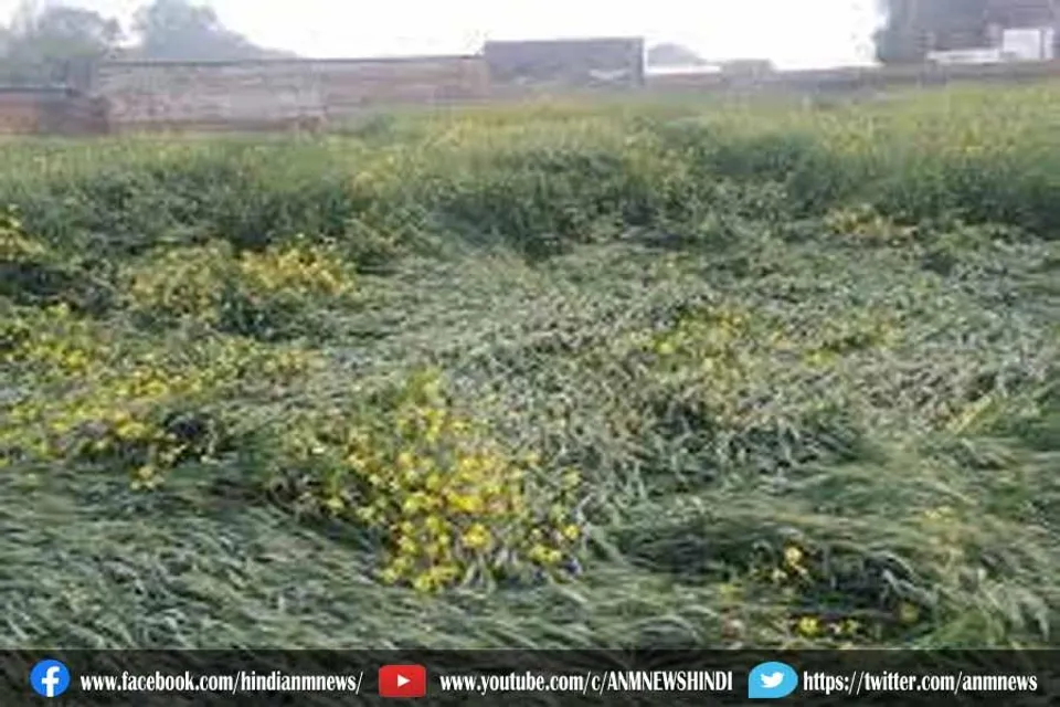 तेज हवा के साथ बरसात से गिरी सरसों की फसल