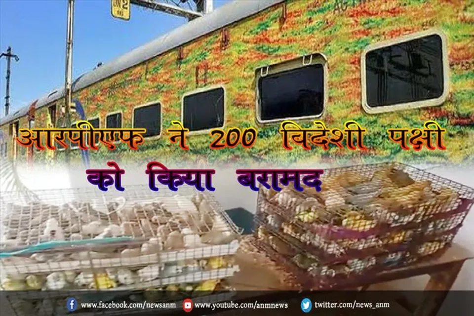 आरपीएफ ने 200 विदेशी पक्षी को किया बरामद