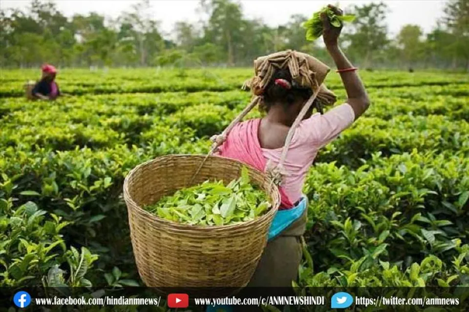 बेहतर गुणवत्ता वाली चाय में घटिया आयातित चाय की मिलावट पर प्रतिबंध, नए नियम जारी