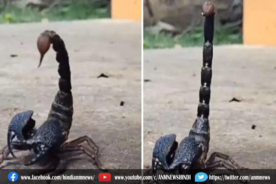 वीडियो : बिच्छु कैसे छोड़ता है जहर?