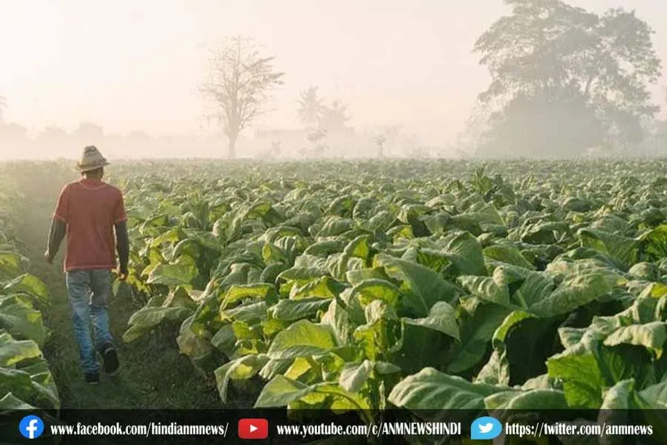 ओलावृष्टि के कारण तंबाकू की फसल खराब