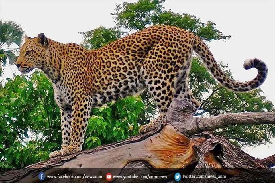 सिलीगुड़ी के उत्तर बंगाल विश्वविद्यालय के पास तेंदुआ